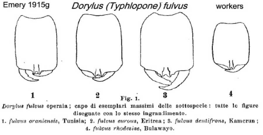 {Dorylus fulvus subspecies}