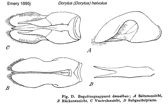 {Dorylus helvolus male genitalia}