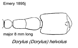 {Dorylus (Dorylus) helvolus}