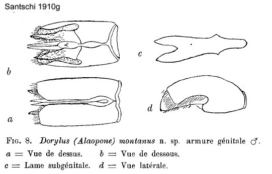 {Dorylus montanus male genitalia}
