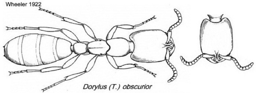 {Dorylus (Typhlopone) obscurior}