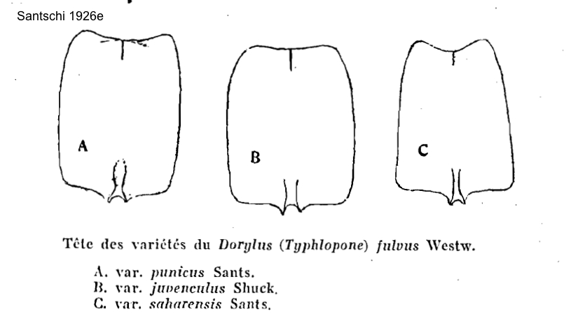 Dorylus crosi and saharensis