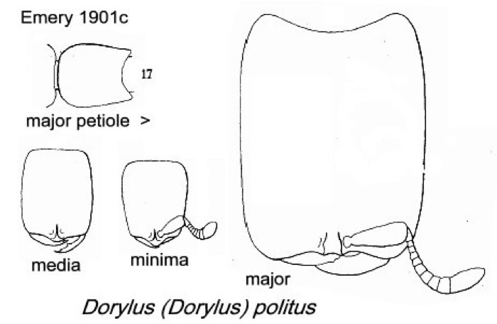{Dorylus (D.) politus}
