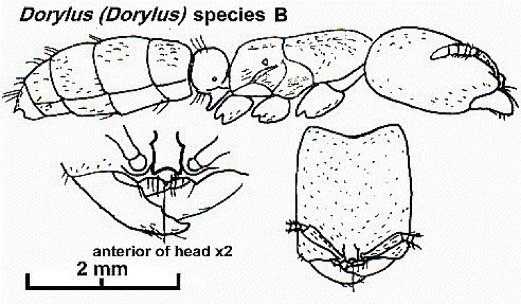 {Dorylus (Dorylus) species B}