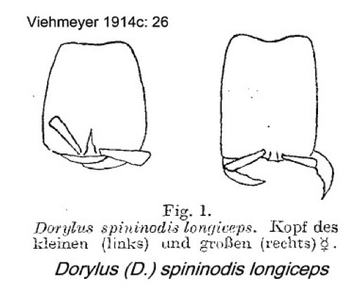 {Dorylus spininodis longiceps}