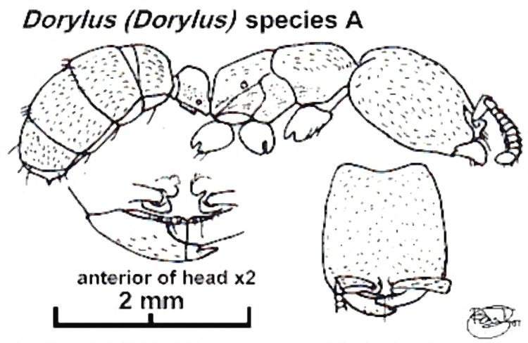 {Dorylus (Dorylus) species a}