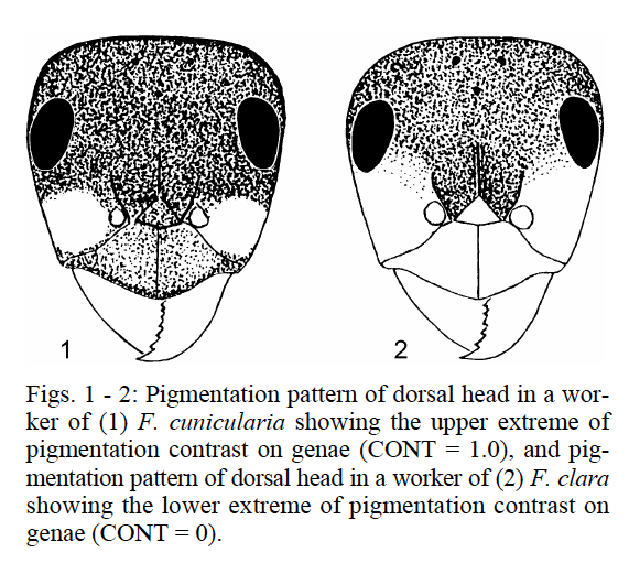 Formica cunicularia head