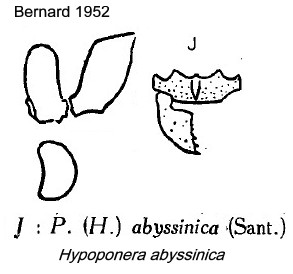 {Hypoponera abyssinica}