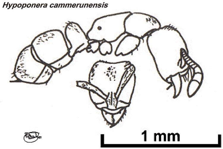 {Hypoponera cammerunensis}