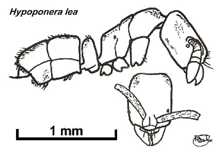 {Hypoponera lea}