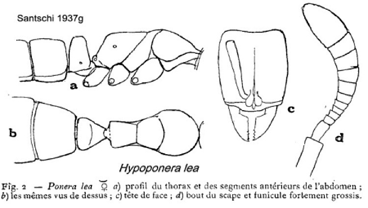 {Hypoponera lea}