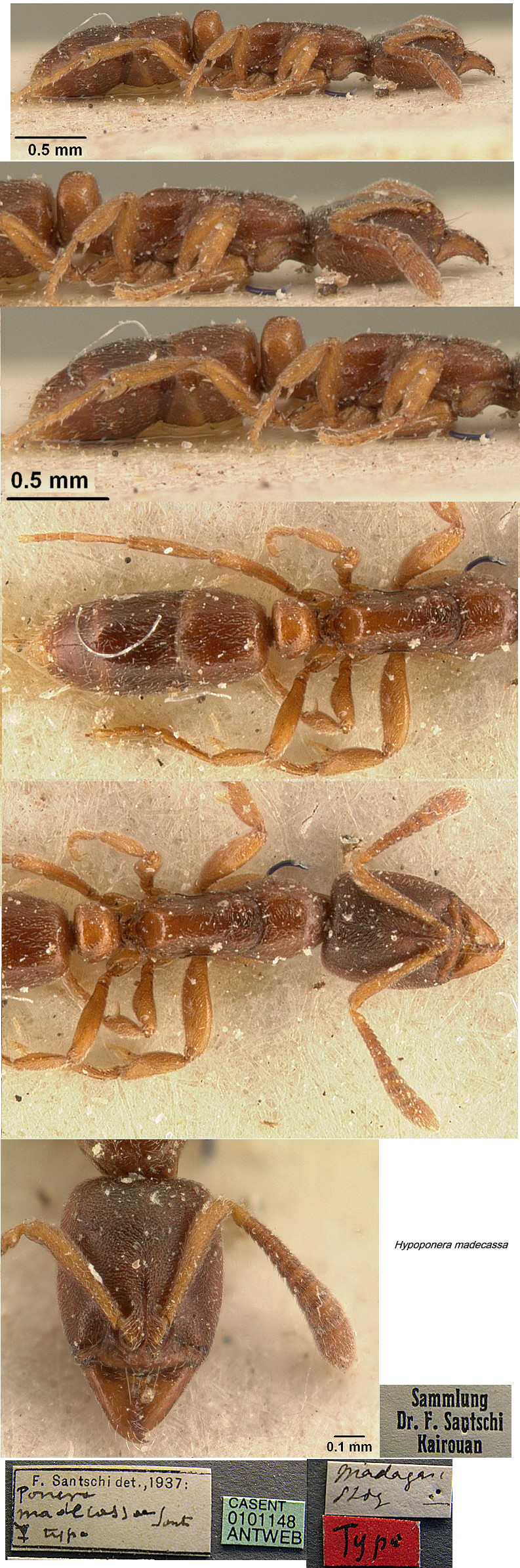 {Hypoponera madecassa}