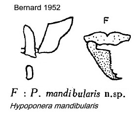 {Hypoponera mandibularis}