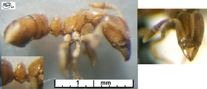 Hypoponera myrmicariae