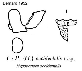 {Hypoponera occidentalis}