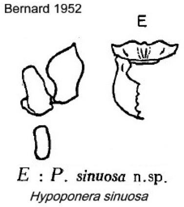 {Hypoponera sinuosa}