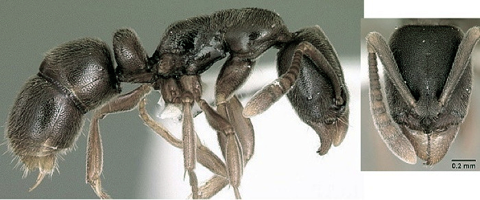 Hypoponera transvaalensis