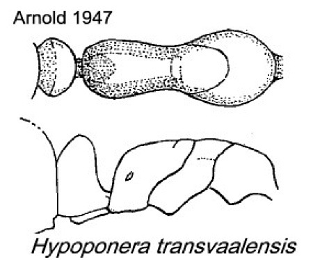 {Hypoponera transvaalensis}