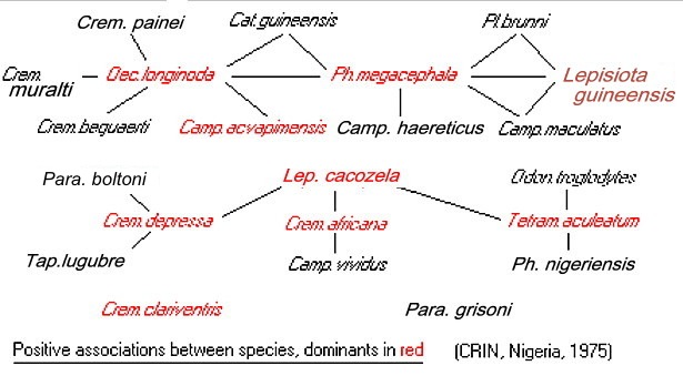 {positive associations between ants in Nigeria}