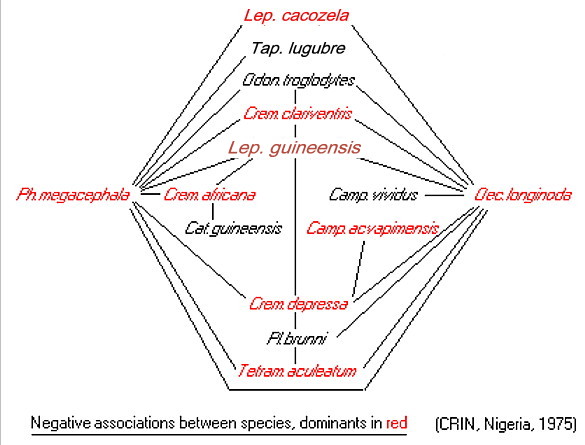 {negative associations between ants in Nigeria}