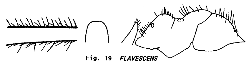 Lasius flavescens
