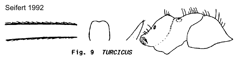 Lasius turcicus