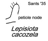 {Lepisiota cacozela petiole}