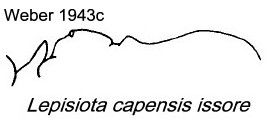 {Lepisiota capensis issore}