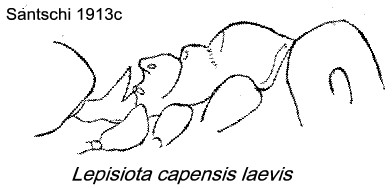 {Lepisiota capensis laevis}