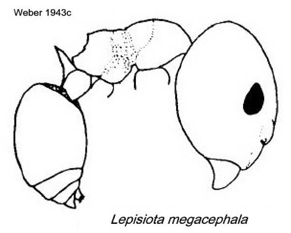 {Lepisiota megacephala}