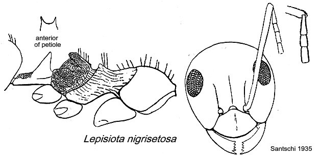 {Lepisiota nigrisetosa}