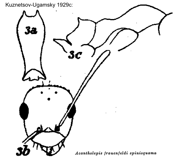 Lepisiota spinisquama