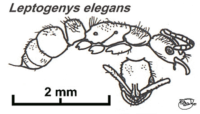 {Leptogenys elegans}