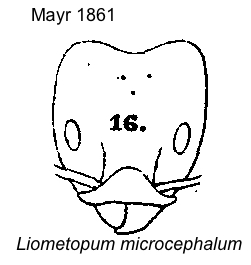 Liometopum microcephalum