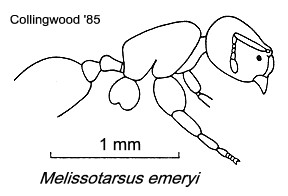 {Melissotarsus emeryi}