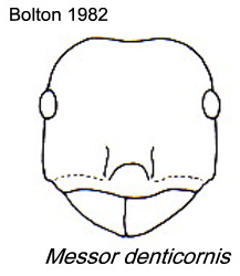 {Messor denticornis}