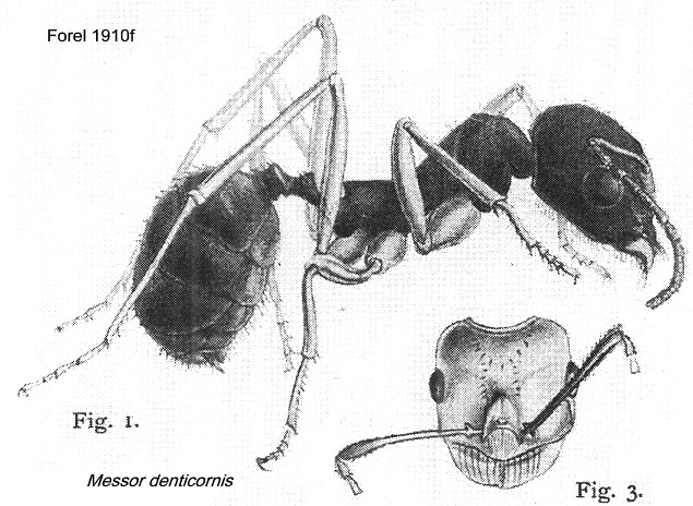 {sMessor denticornis}