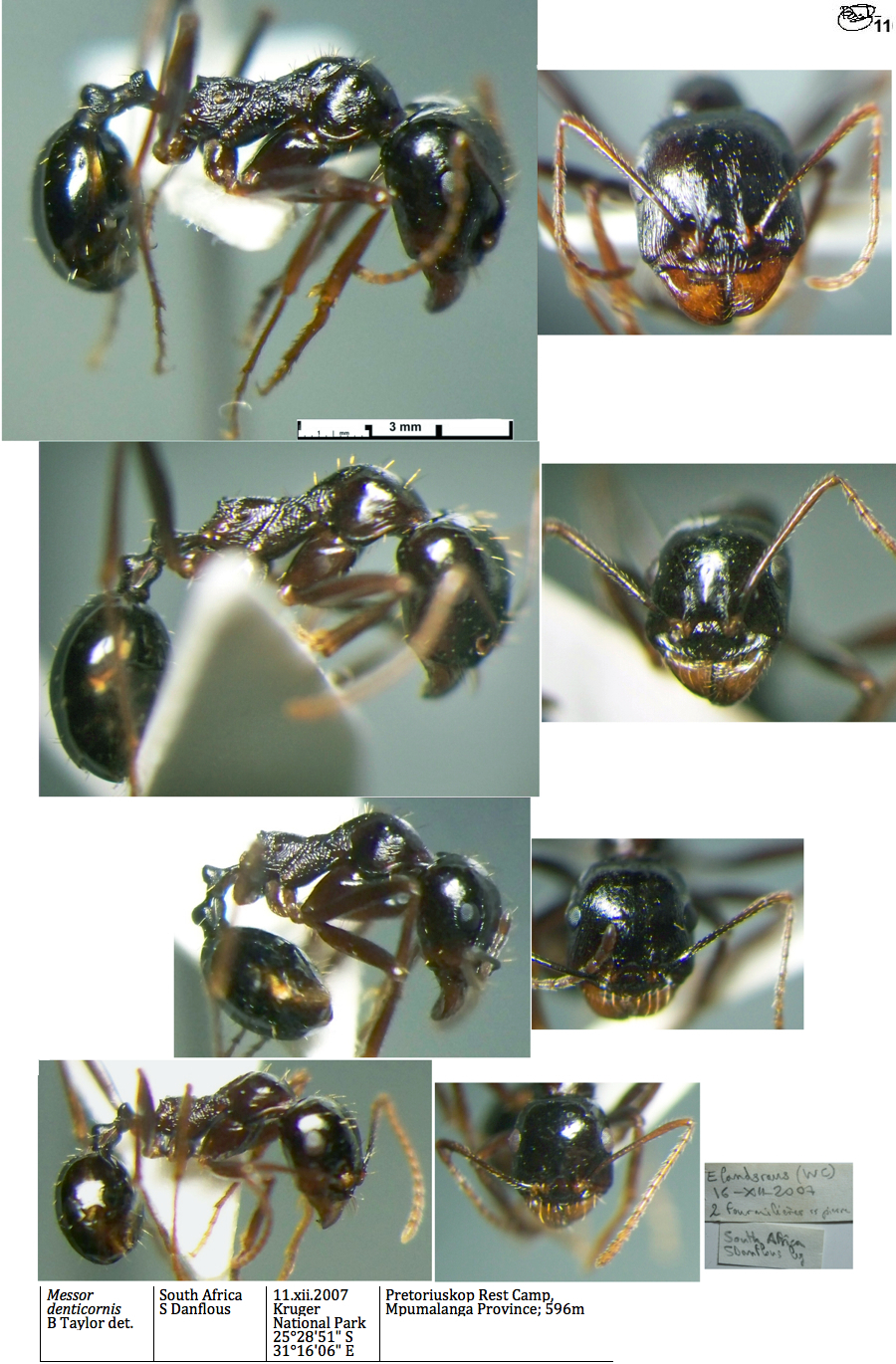 {Messor denticornis polymorphism}