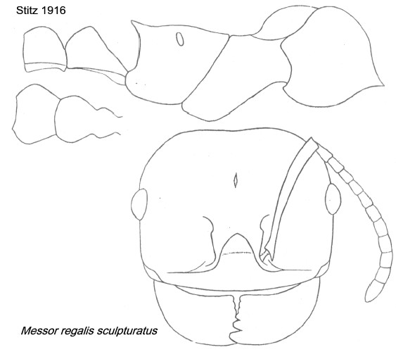 {Messor regalis sculpturatus}