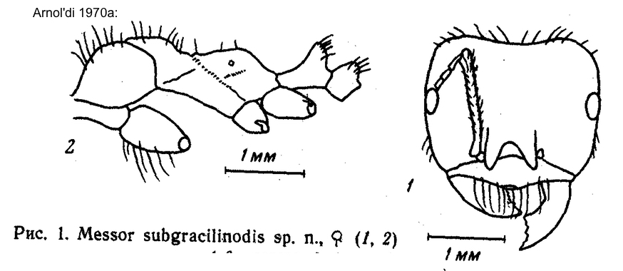 Messor subgracilinodis