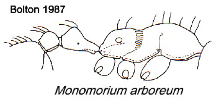 {Monomorium arboreum<}