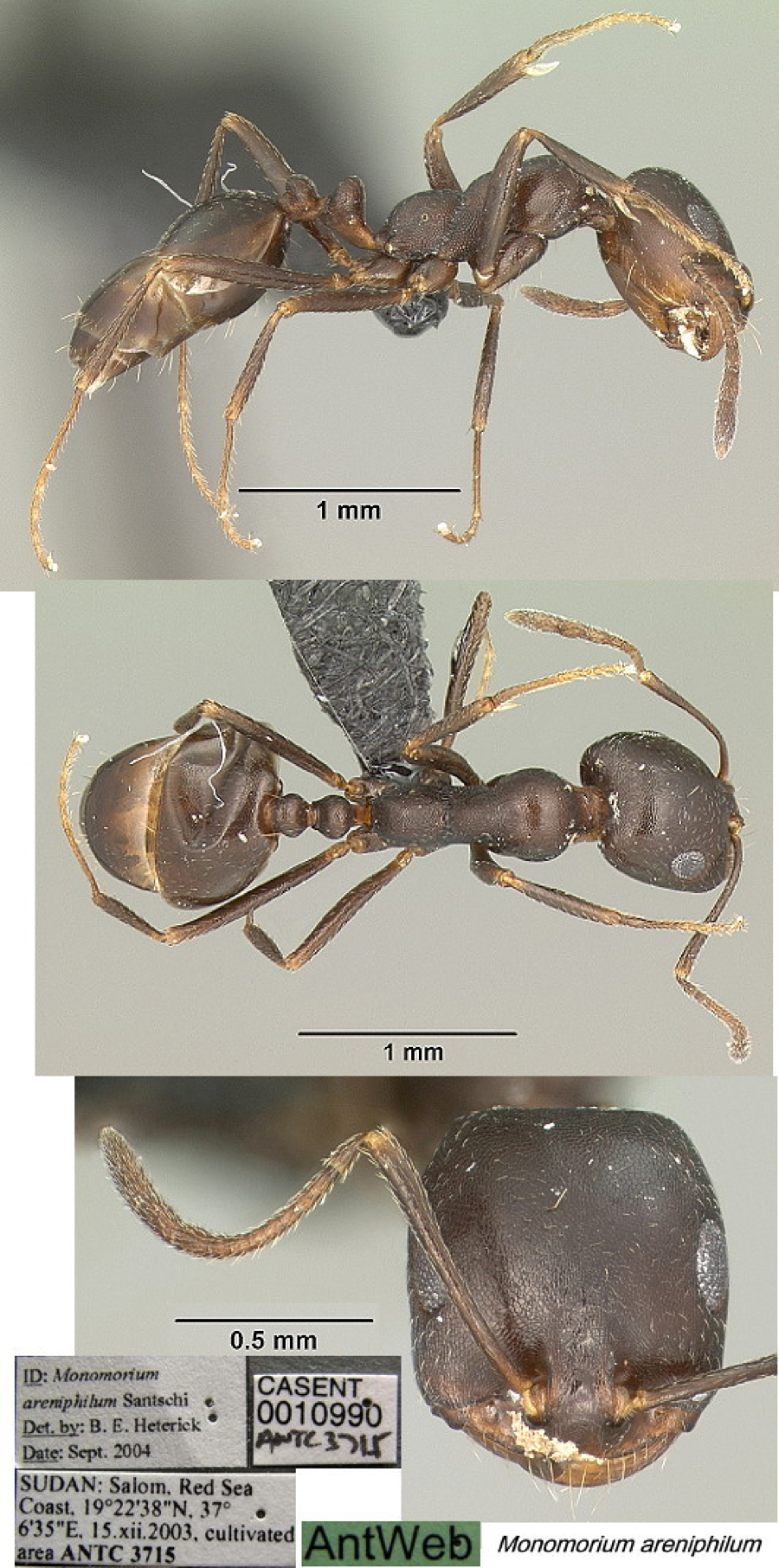 {Monomorium areniphilum}