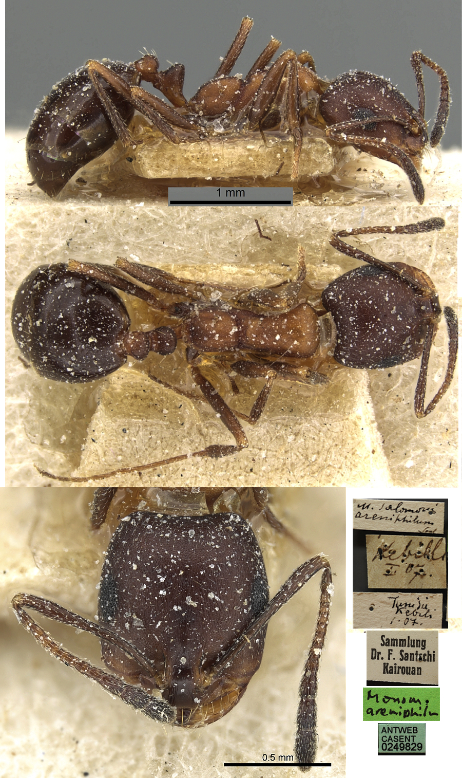 Monomorium areniphilum