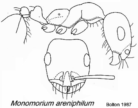 {Monomorium areniphilum}