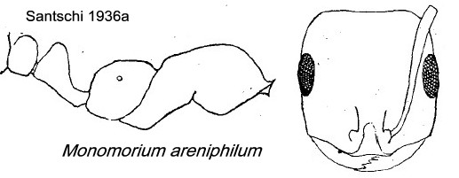 {Monomorium areniphilum}