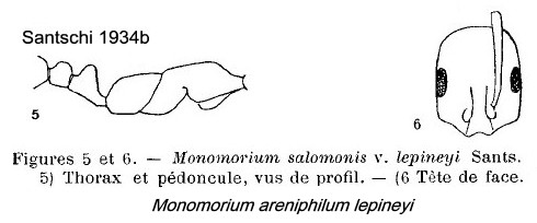 {Monomorium areniphilum lepineyi}