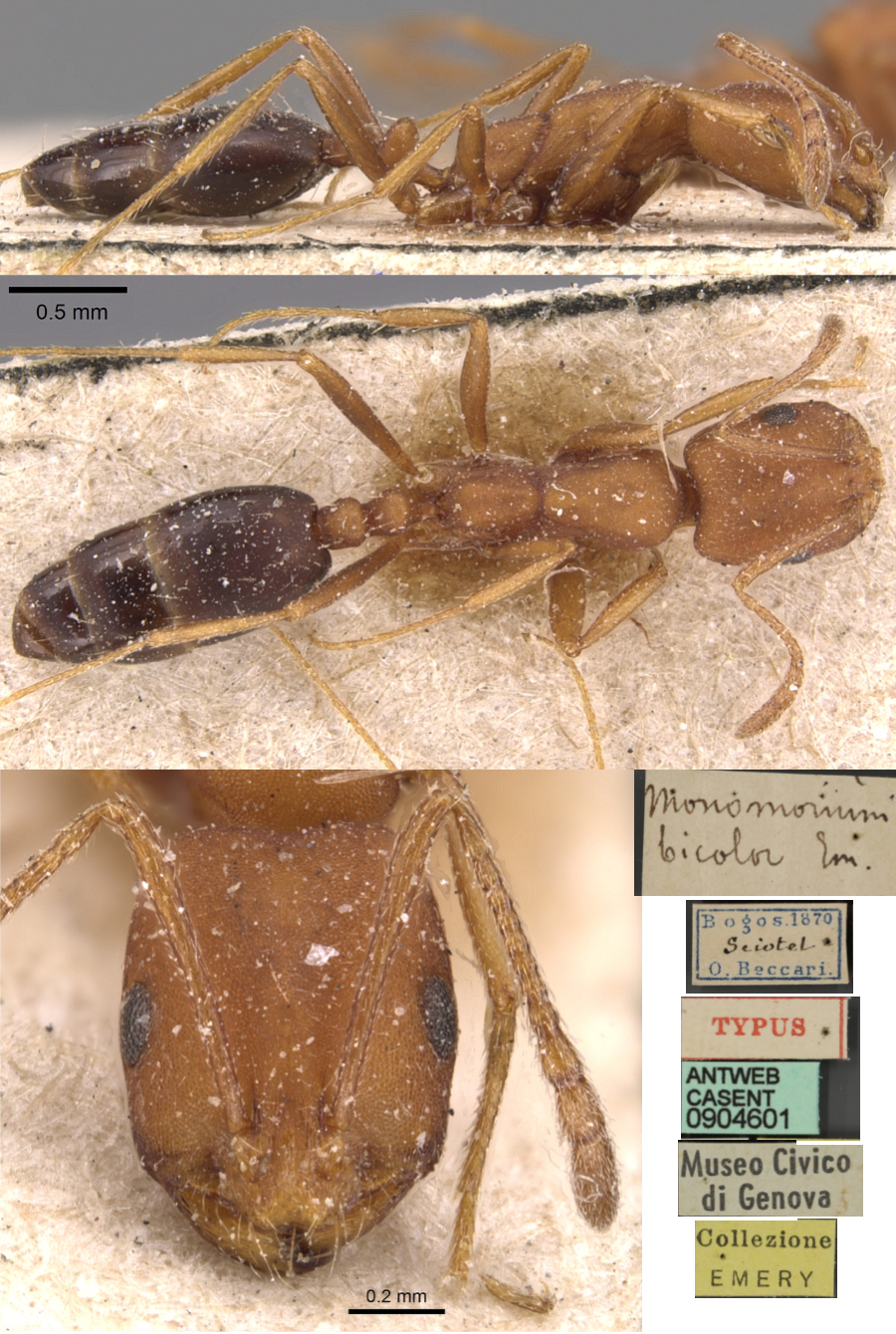 Monomorium bicolor