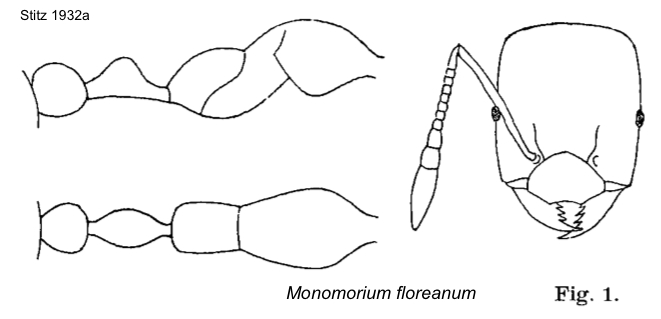Monomorium floreanum