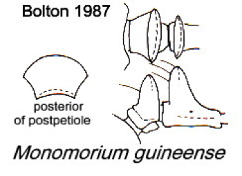 {Monomorium guineense}