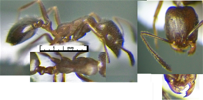 Monomorium kusnezowi